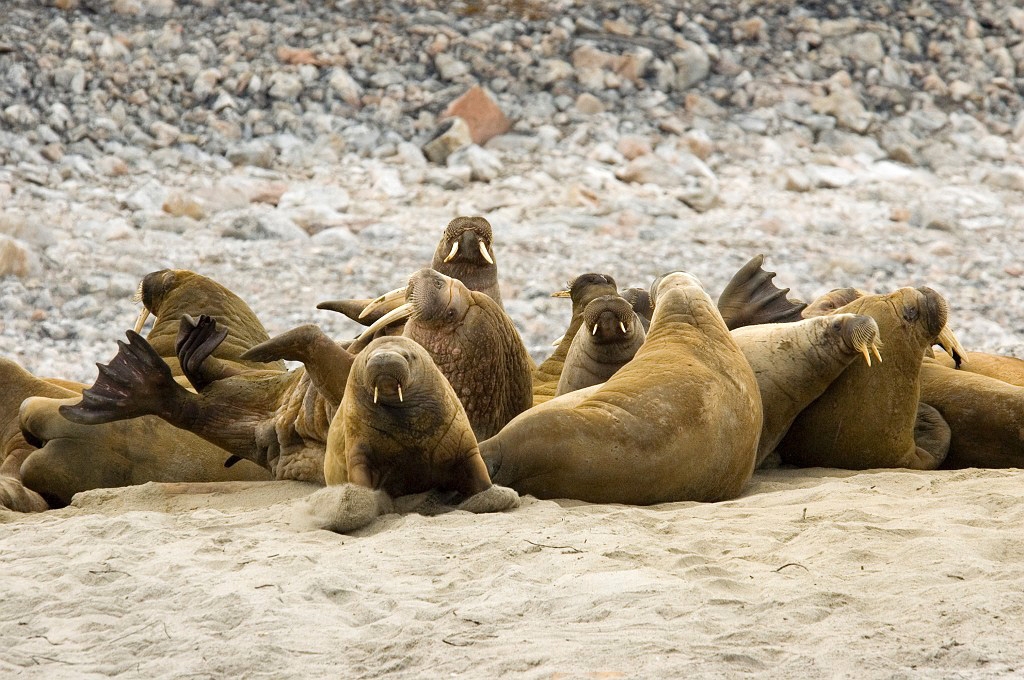 2507 Hvalros01.jpg - Walrus (Odobenus rosmarus) Hvalros, Spitsbergen Norway July 2008